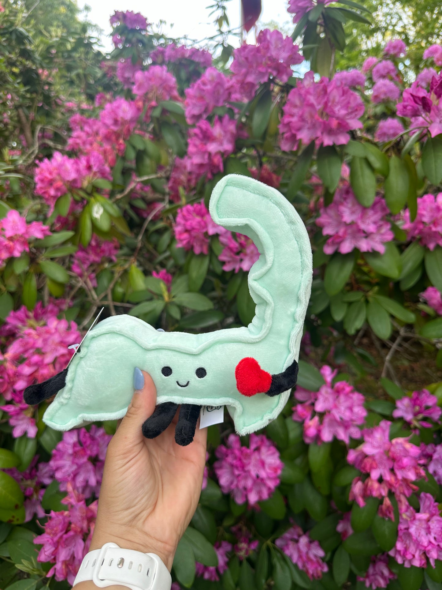 Cape Cod Stuffy